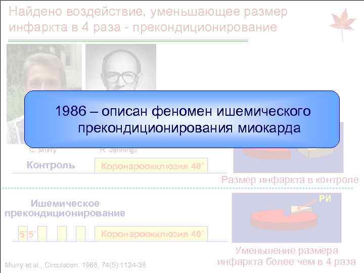 Найдено воздействие, уменьшающее размер инфаркта в 4 раза - прекондиционирование 1986 – описан феномен