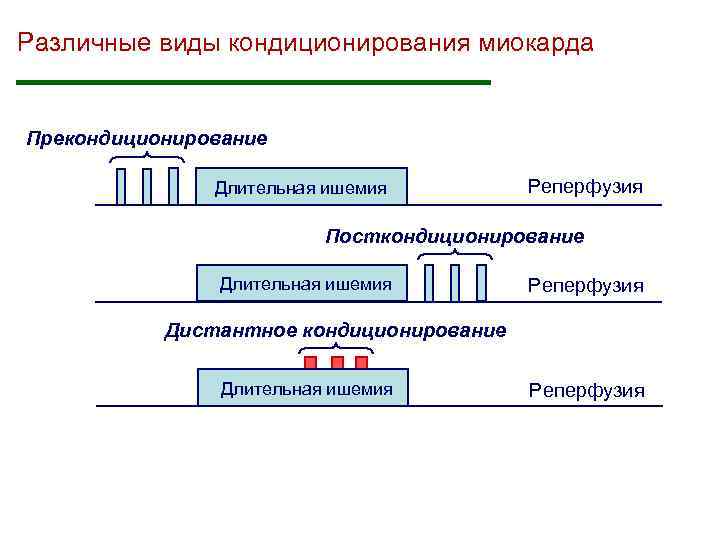 Различные виды кондиционирования миокарда Прекондиционирование Длительная ишемия Реперфузия Посткондиционирование Длительная ишемия Реперфузия Дистантное кондиционирование