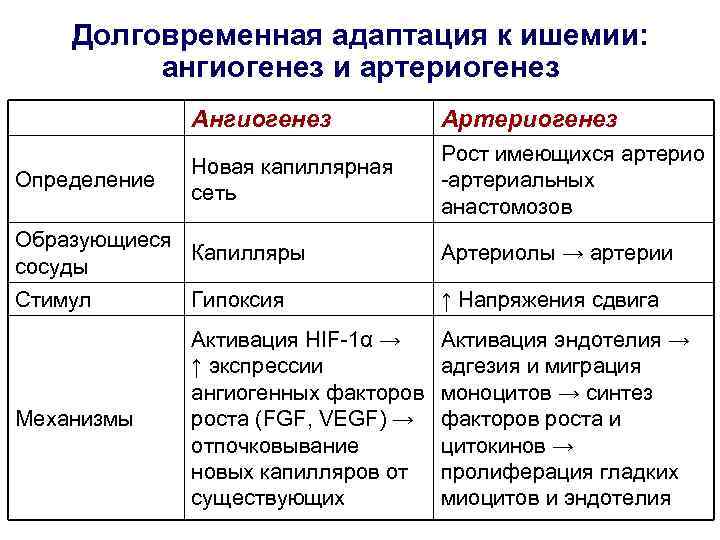 Долговременная адаптация к ишемии: ангиогенез и артериогенез Ангиогенез Определение Артериогенез Новая капиллярная сеть Рост