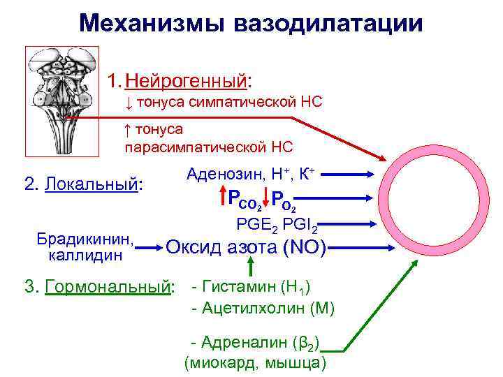 Механизмы вазодилатации 1. Нейрогенный: ↓ тонуса симпатической НС ↑ тонуса парасимпатической НС 2. Локальный: