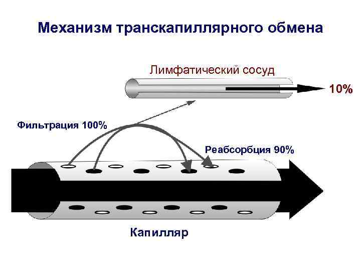 Механизм транскапиллярного обмена Лимфатический сосуд 10% Фильтрация 100% Реабсорбция 90% Капилляр 