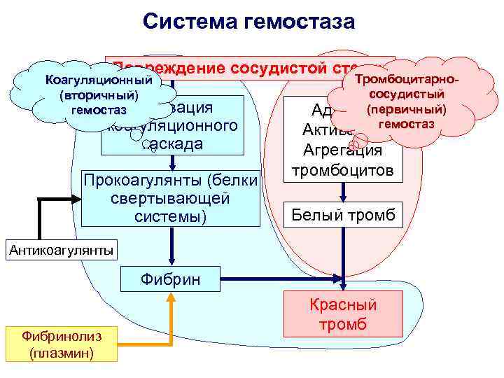 Система гемостаза Повреждение сосудистой стенки Коагуляционный (вторичный) гемостаз Активация коагуляционного каскада Прокоагулянты (белки свертывающей