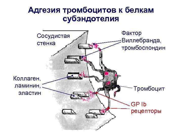 Адгезия тромбоцитов к белкам субэндотелия Сосудистая стенка Коллаген, ламинин, эластин Фактор Виллебранда, тромбоспондин Тромбоцит