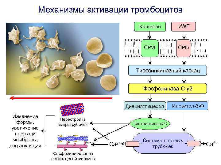 Механизмы активации тромбоцитов Коллаген v. WF GPVI GPIb Тирозинкиназный каскад Фосфолипаза С-γ 2 Диацилглицерол