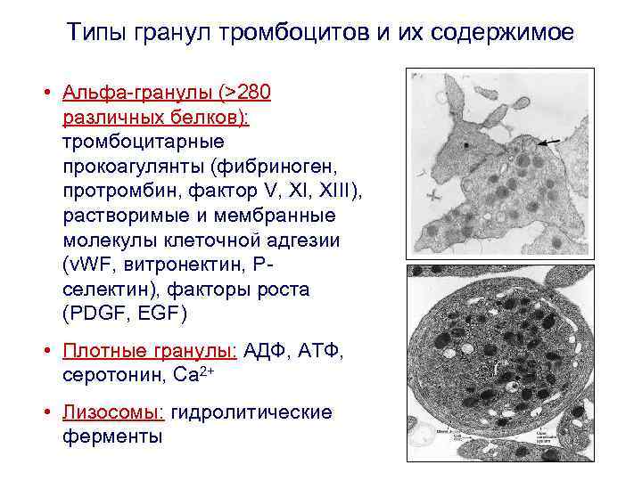 Типы гранул тромбоцитов и их содержимое • Альфа-гранулы (>280 различных белков): тромбоцитарные прокоагулянты (фибриноген,