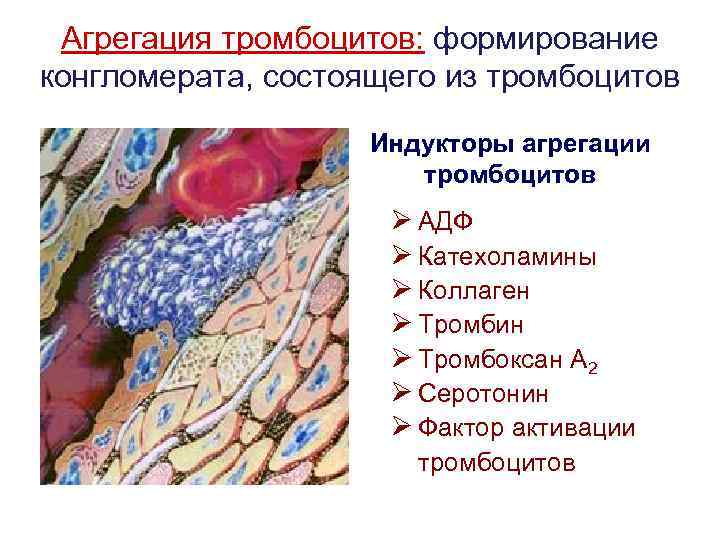 Агрегация тромбоцитов: формирование конгломерата, состоящего из тромбоцитов Индукторы агрегации тромбоцитов Ø АДФ Ø Катехоламины