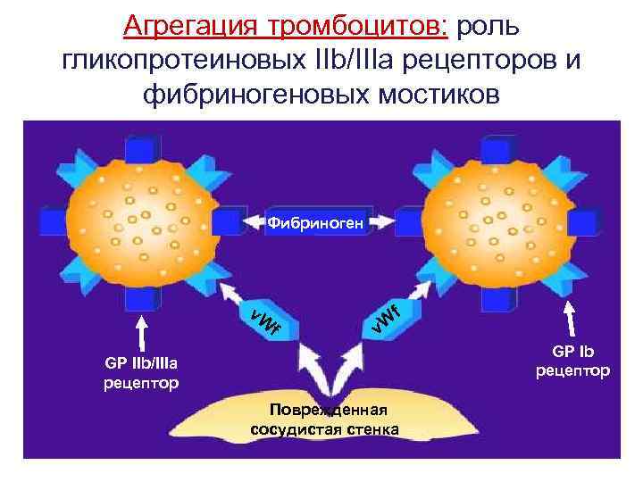 Агрегация тромбоцитов: роль гликопротеиновых IIb/IIIa рецепторов и фибриногеновых мостиков Фибриноген v. W f f