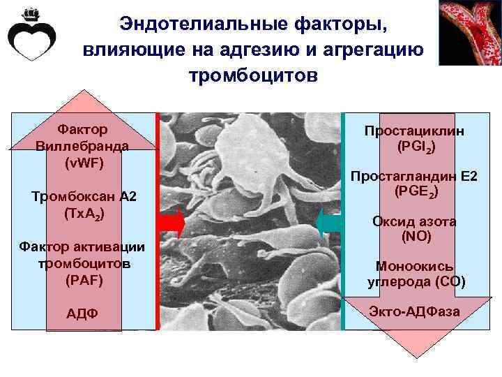 Эндотелиальные факторы, влияющие на адгезию и агрегацию тромбоцитов Фактор Виллебранда (v. WF) Тромбоксан А