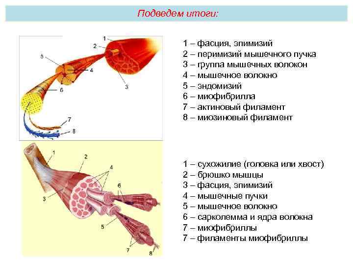 Подведем итоги: 1 – фасция, эпимизий 2 – перимизий мышечного пучка 3 – группа