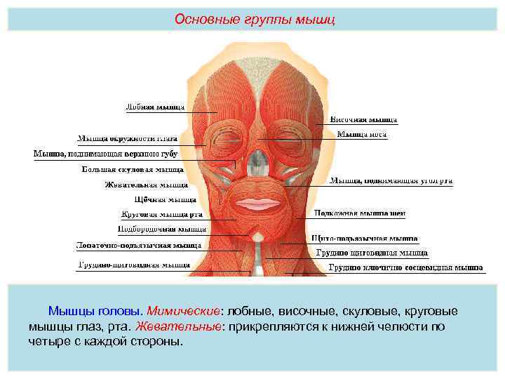 Основные группы мышц Мышцы головы. Мимические: лобные, височные, скуловые, круговые мышцы глаз, рта. Жевательные:
