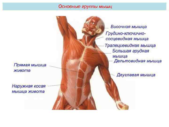 Основные группы мышц 