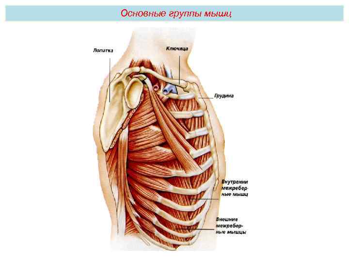 Основные группы мышц 