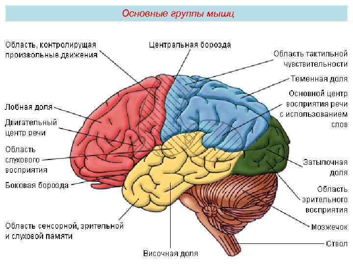 Основные группы мышц 