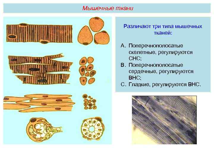Мышечные ткани Различают три типа мышечных тканей: A. Поперечнополосатые скелетные, регулируются СНС; B. Поперечнополосатые