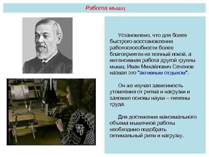 Работа мышц Установлено, что для более быстрого восстановления работоспособности более благоприятен не полный покой,