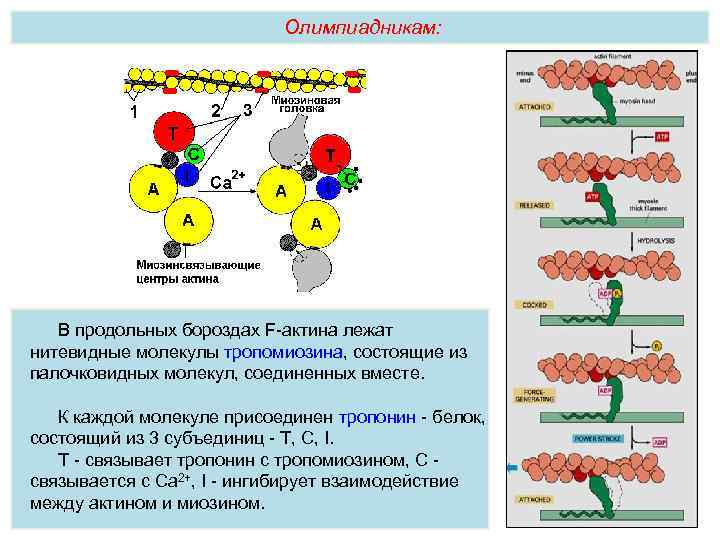 Олимпиадникам: В продольных бороздах F-актина лежат нитевидные молекулы тропомиозина, состоящие из палочковидных молекул, соединенных