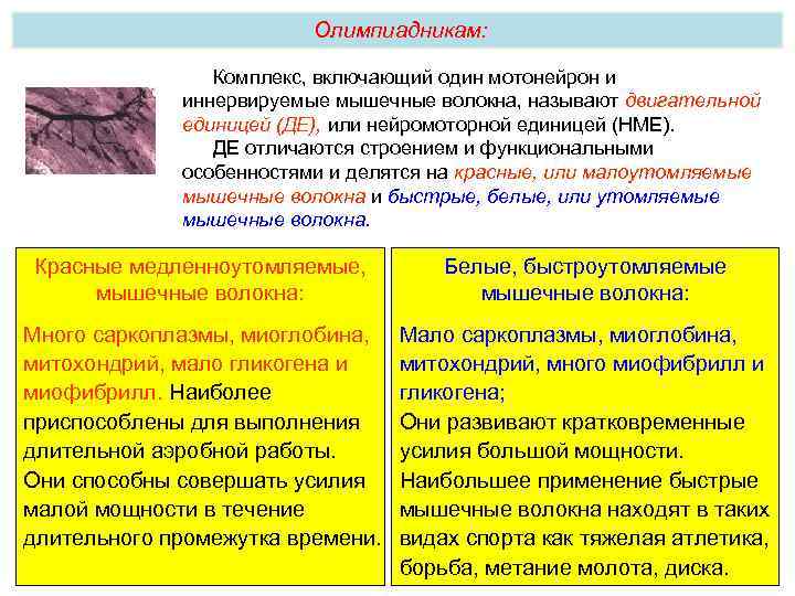 Олимпиадникам: Комплекс, включающий один мотонейрон и иннервируемые мышечные волокна, называют двигательной единицей (ДЕ), или
