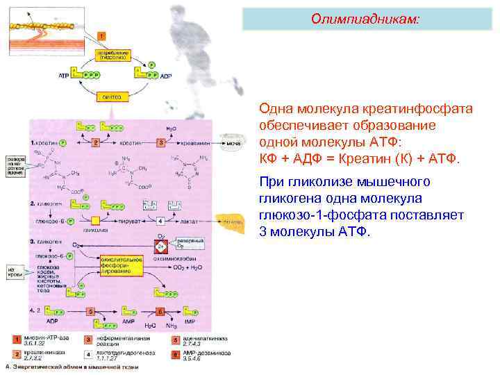 Олимпиадникам: Одна молекула креатинфосфата обеспечивает образование одной молекулы АТФ: КФ + АДФ = Креатин