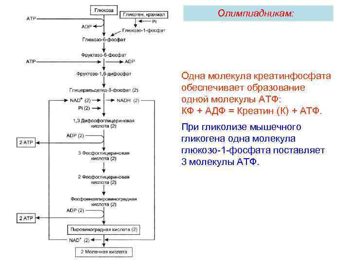 Олимпиадникам: Одна молекула креатинфосфата обеспечивает образование одной молекулы АТФ: КФ + АДФ = Креатин