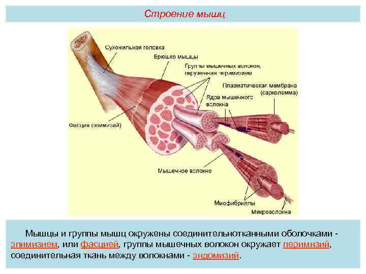 Строение мышц Мышцы и группы мышц окружены соединительнотканными оболочками эпимизием, или фасцией, группы мышечных