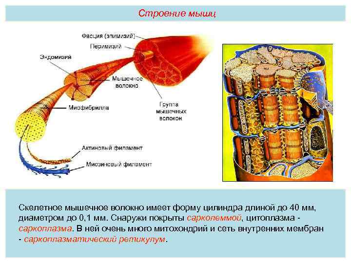 Строение мышц Скелетное мышечное волокно имеет форму цилиндра длиной до 40 мм, диаметром до