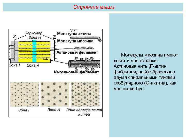 Строение мышц Молекулы миозина имеют хвост и две головки. Актиновая нить (F-актин, фибриллярный) образована