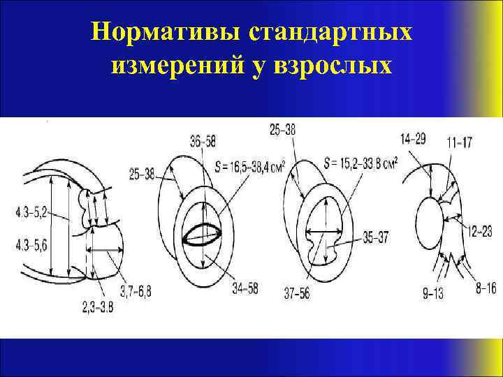 Нормативы стандартных измерений у взрослых 