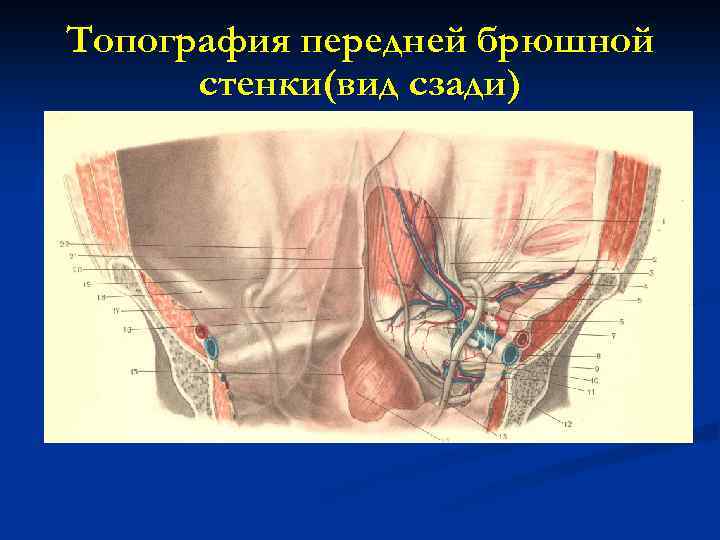 Топография передней брюшной стенки(вид сзади) 