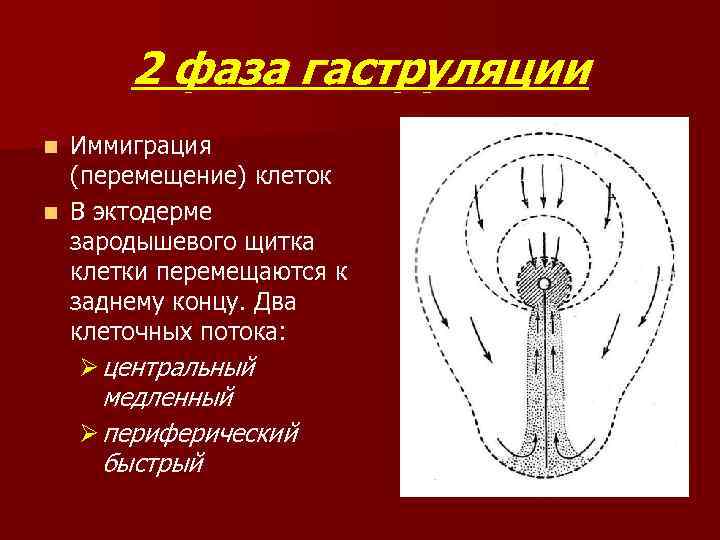 2 фаза гаструляции Иммиграция (перемещение) клеток n В эктодерме зародышевого щитка клетки перемещаются к