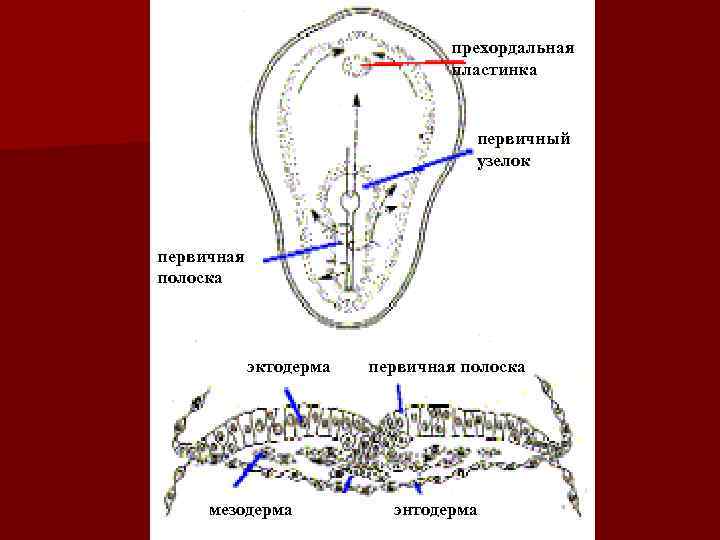 Первичный узелок. Образование первичной полоски и гензеновского узелка. Первичный узелок и первичная полоска. Прехордальнач пластинка. Первичная полоска зародыша.