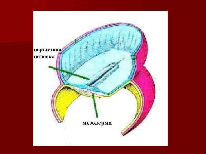 первичная полоска мезодерма 
