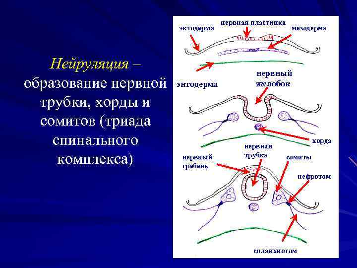 эктодерма Нейруляция – образование нервной трубки, хорды и сомитов (триада спинального комплекса) энтодерма нервный