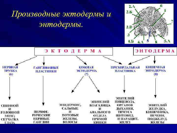 Производные эктодермы и энтодермы. 