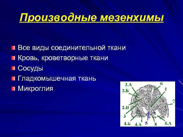 Производное железы. Мезенхима, источники развития, производные.. Понятие о мезенхиме и ее производных.