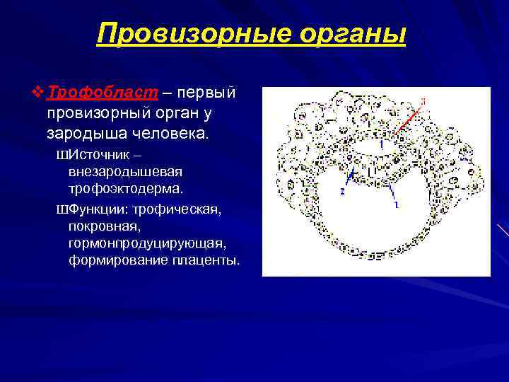 Провизорные органы v. Трофобласт – первый провизорный орган у зародыша человека. ШИсточник – внезародышевая