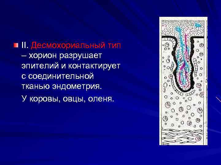 II. Десмохориальный тип – хорион разрушает эпителий и контактирует с соединительной тканью эндометрия. У