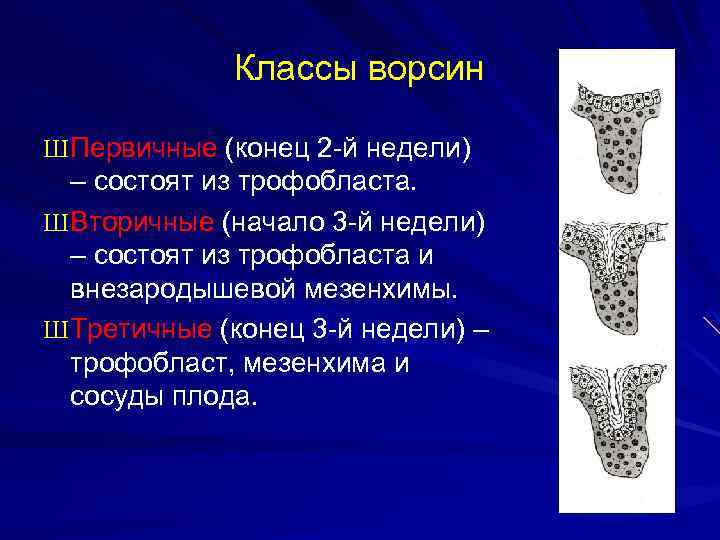 Классы ворсин Ш Первичные (конец 2 -й недели) – состоят из трофобласта. Ш Вторичные
