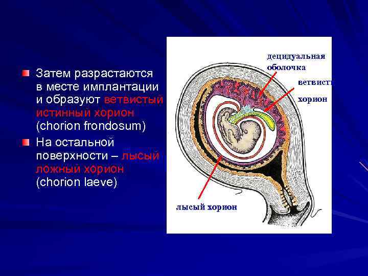 децидуальная оболочка Затем разрастаются в месте имплантации и образуют ветвистый истинный хорион (chorion frondosum)