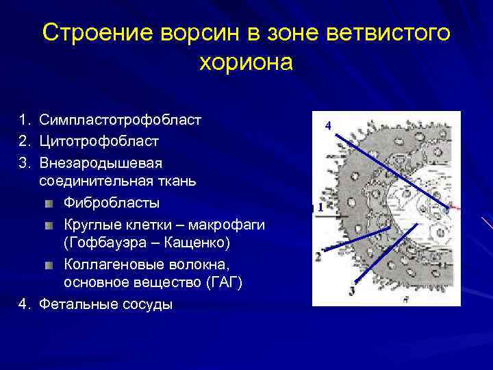 Строение ворсин в зоне ветвистого хориона 1. Симпластотрофобласт 2. Цитотрофобласт 3. Внезародышевая соединительная ткань