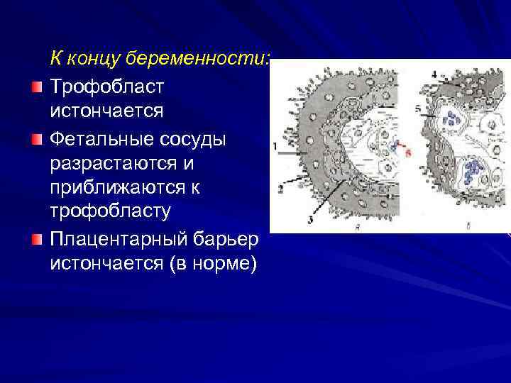 К концу беременности: Трофобласт истончается Фетальные сосуды разрастаются и приближаются к трофобласту Плацентарный барьер