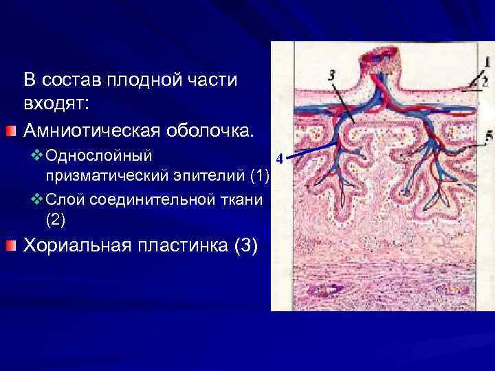 В состав плодной части входят: Амниотическая оболочка. v. Однослойный 4 призматический эпителий (1) v.