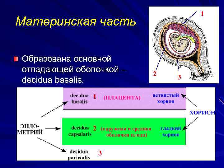 1 Материнская часть Образована основной отпадающей оболочкой – decidua basalis. 1 2 3 