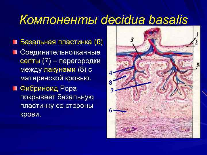 Компоненты decidua basalis Базальная пластинка (6) Соединительнотканные септы (7) – перегородки между лакунами (8)