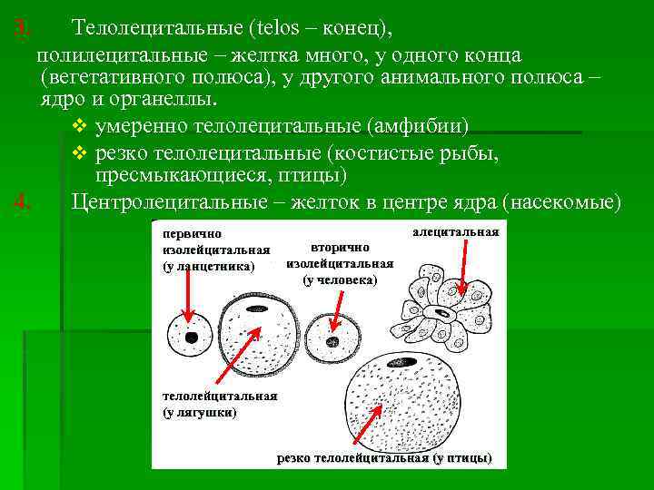 3. Телолецитальные (telos – конец), полилецитальные – желтка много, у одного конца (вегетативного полюса),
