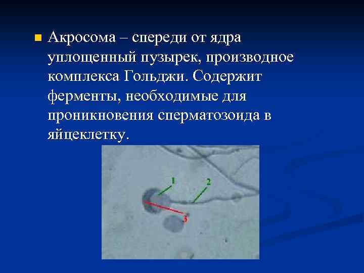 n Акросома – спереди от ядра уплощенный пузырек, производное комплекса Гольджи. Содержит ферменты, необходимые