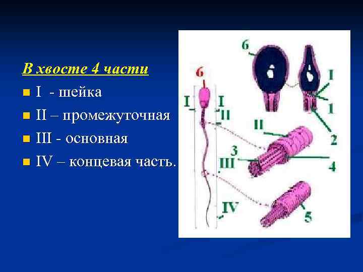В хвосте 4 части n I - шейка n II – промежуточная n III