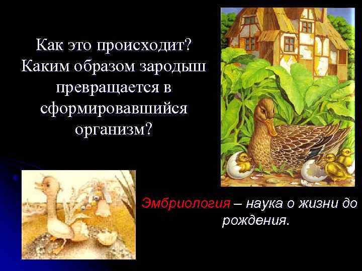 Как это происходит? Каким образом зародыш превращается в сформировавшийся организм? Эмбриология – наука о