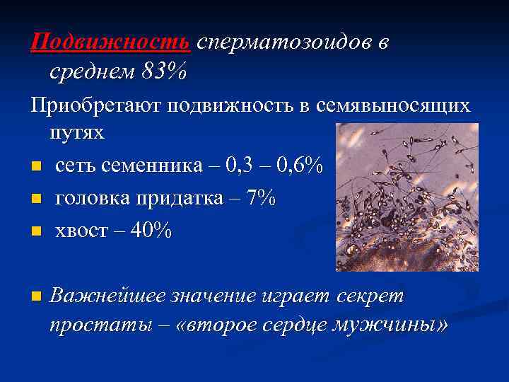 Подвижность сперматозоидов в среднем 83% Приобретают подвижность в семявыносящих путях n сеть семенника –