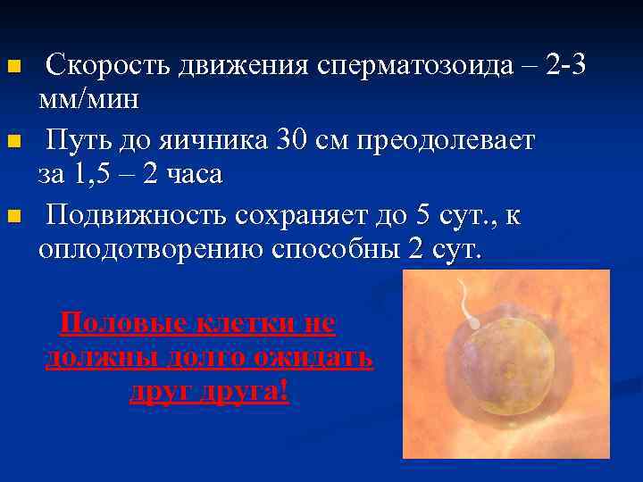 n n n Скорость движения сперматозоида – 2 -3 мм/мин Путь до яичника 30
