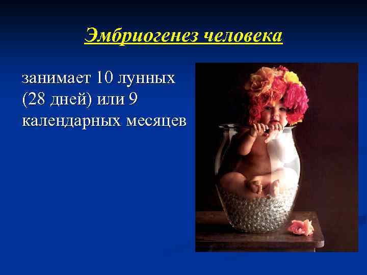Эмбриогенез человека занимает 10 лунных (28 дней) или 9 календарных месяцев 